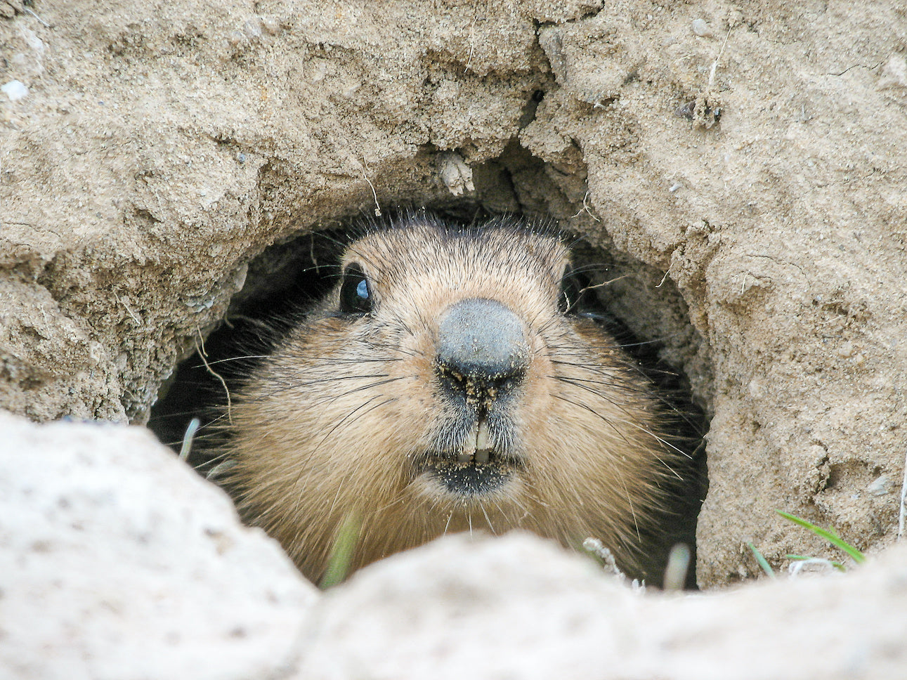 We're Counting on You, Punxsutawney Phil!